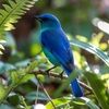 jaybirdblues